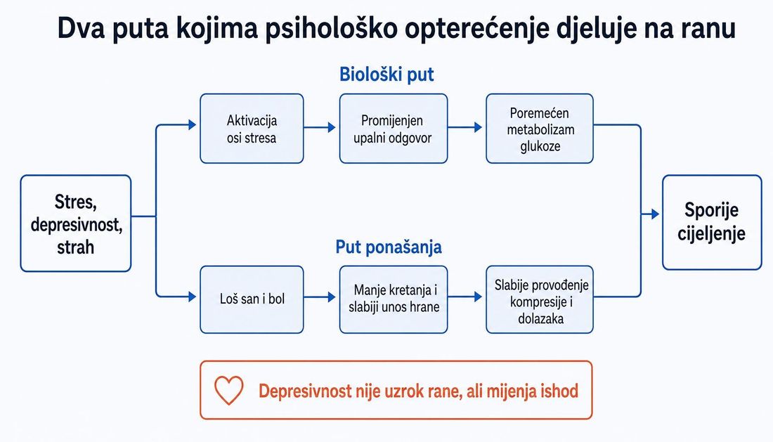 Shema dvaju putova kojima psihološko opterećenje djeluje na ranu: biološki put preko osi stresa, upalnog odgovora i metabolizma glukoze te put ponašanja preko sna, boli, unosa hrane i provođenja liječenja.