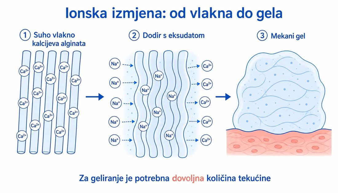 Shema ionske izmjene: suho vlakno kalcijeva alginata, dodir s eksudatom i nastali mekani gel
